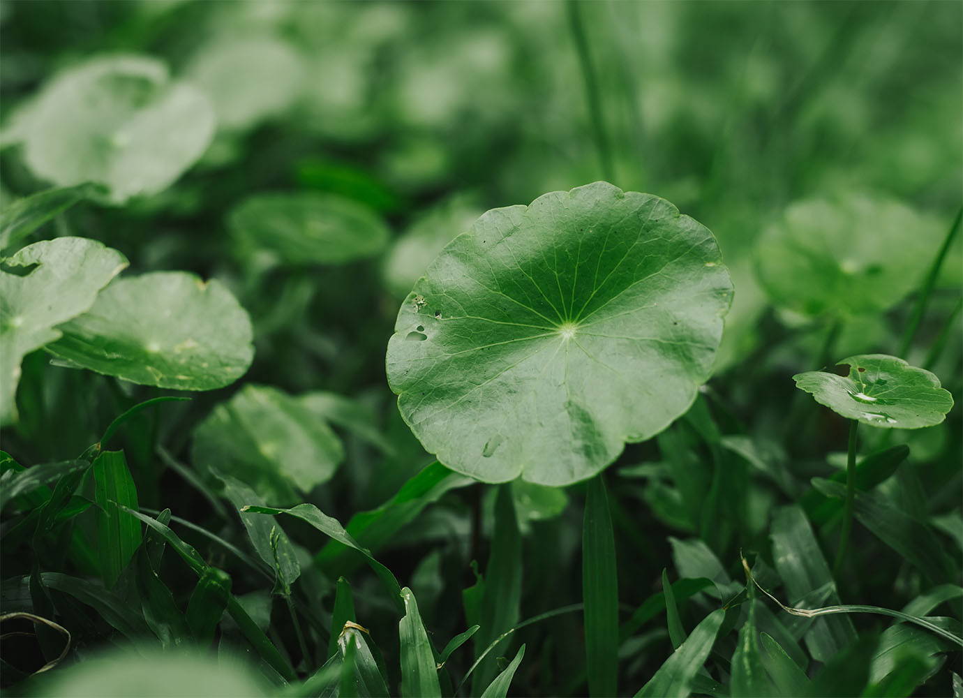 Madagascar Centella – SKIN1004